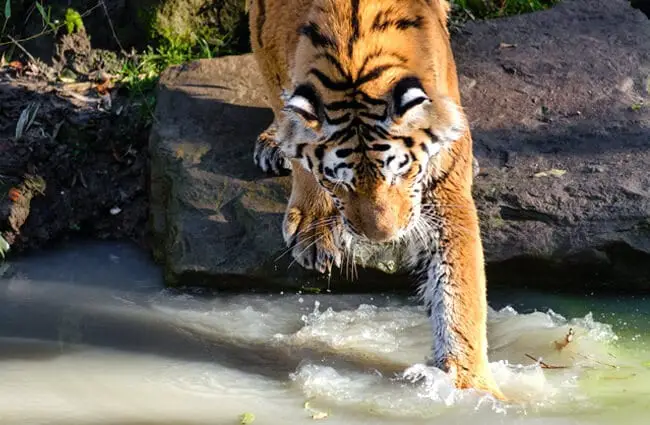 Тигр тянется за рыбой в реке. Фото: Матиас Аппель https://creativecommons.org/licenses/by-sa/2.0/