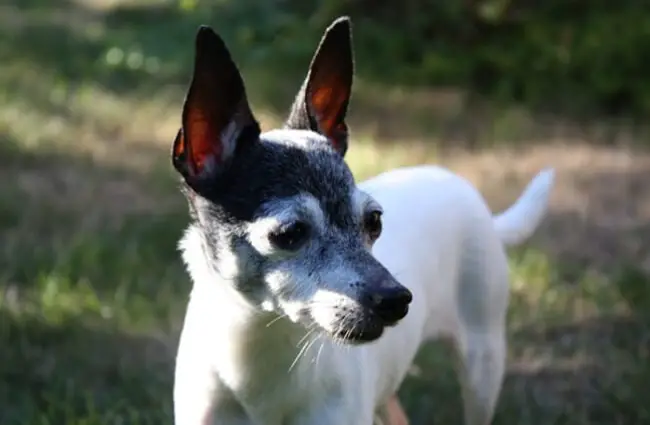 Mature Toy Fox Terrier. Photo by: 53Hujanen https://creativecommons.org/licenses/by-sa/2.0/ 