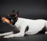 Black And Tan Marked Toy Fox Terrier. Photo By: (C) Farinosa Www.fotosearch.com