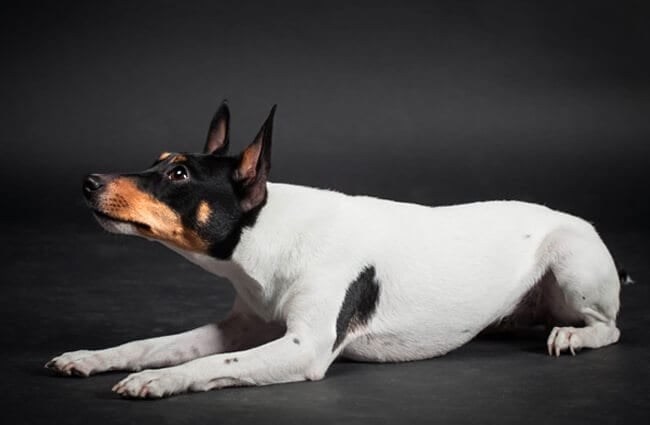 Black and tan marked Toy Fox Terrier. Photo by: (c) Farinosa www.fotosearch.com
