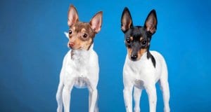 A pair of Toy Fox Terriers.Photo by: (c) Farinosa www.fotosearch.com