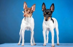 A pair of Toy Fox Terriers.Photo by: (c) Farinosa www.fotosearch.com