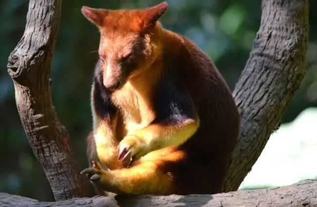 Tree Kangaroo sitting on a tree branch. Photo by: (c) KirbyWalkerPhotos www.fotosearch.com