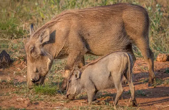 Mother warthog with her baby, grazing grass. Photo by: (c) Simoneeman www.fotosearch.com