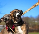 A Pair Of Whippets Play Tug.