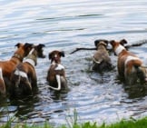 Several Whippets Playing In The Water.