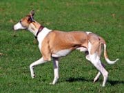 Whippet Whippet trotting across the field.