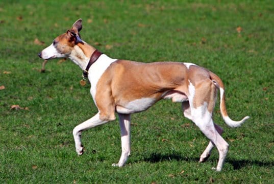 Whippet trotting across the field.