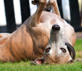 Playful Whippet Posing Upside Down.