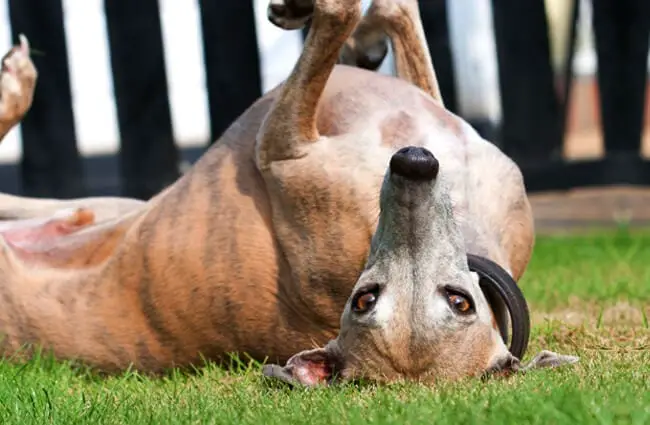 Playful whippet posing upside down.