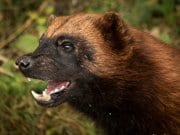 Closeup of a wolverine. Photo by: Barney Mosshttps://creativecommons.org/licenses/by/2.0/