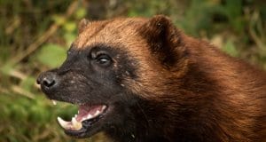 Closeup of a wolverine. Photo by: Barney Mosshttps://creativecommons.org/licenses/by/2.0/