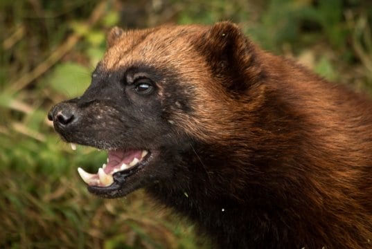 Closeup of a wolverine. Photo by: Barney Mosshttps://creativecommons.org/licenses/by/2.0/