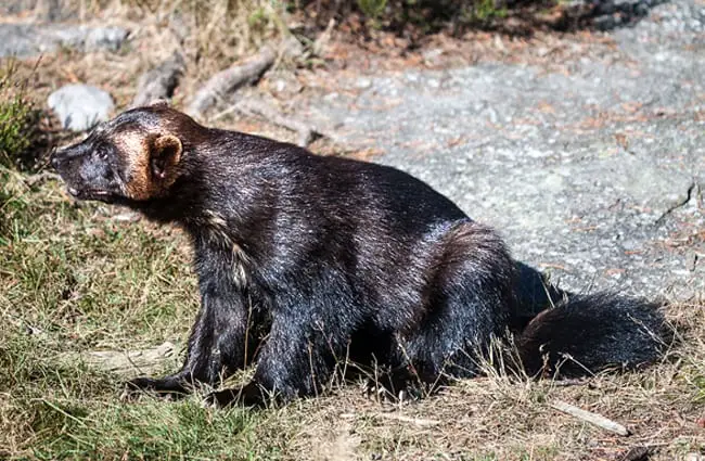Wolverine in the wild. Notice his shaggy, bear-like coat. Photo by: Johan Hansson https://creativecommons.org/licenses/by/2.0/