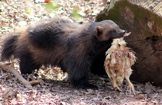 Wolverine carrying its lunch.