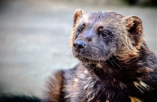 Wolverine in profile.