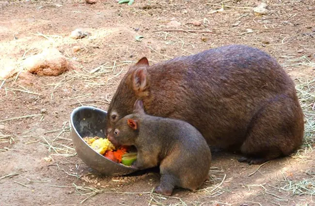Mother and baby Wombat.