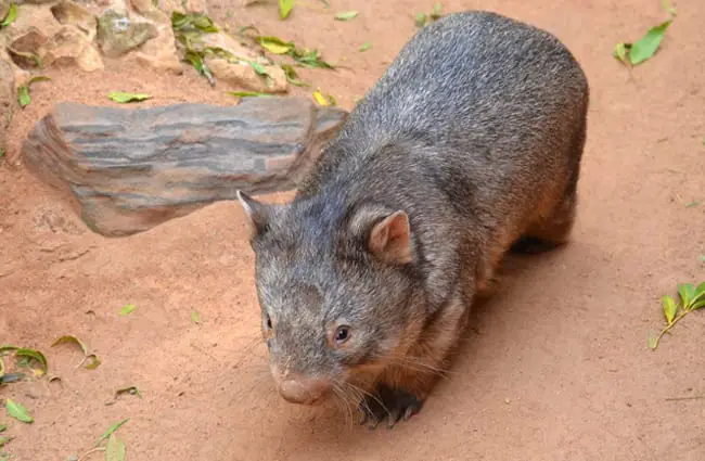 Wombat on a desert floor.