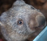 Closeup Of A Common Wombat.