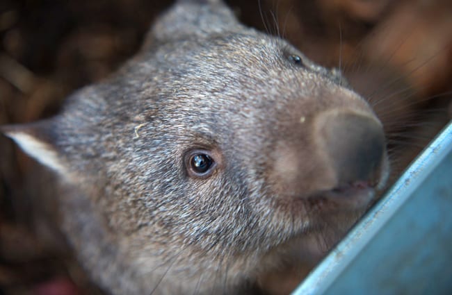 Closeup of a Common Wombat.