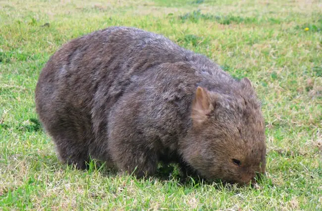 Wombat in a grassy field. Photo by: charlotteinaustralia https://creativecommons.org/licenses/by/2.0/