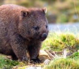 Common Wombat, On The Cradle Mountain Enchanted Walk, Tasmania.photo By: Karin Chttps://Creativecommons.org/Licenses/By/2.0/