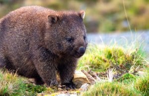 Common wombat, on the Cradle Mountain Enchanted Walk, Tasmania.Photo by: Karin Chttps://creativecommons.org/licenses/by/2.0/