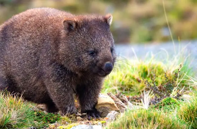 Common wombat, on the Cradle Mountain Enchanted Walk, Tasmania.Photo by: Karin Chttps://creativecommons.org/licenses/by/2.0/