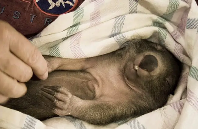 Baby Wombat being cared for by humans. Photo by: Will Keightley https://creativecommons.org/licenses/by/2.0/