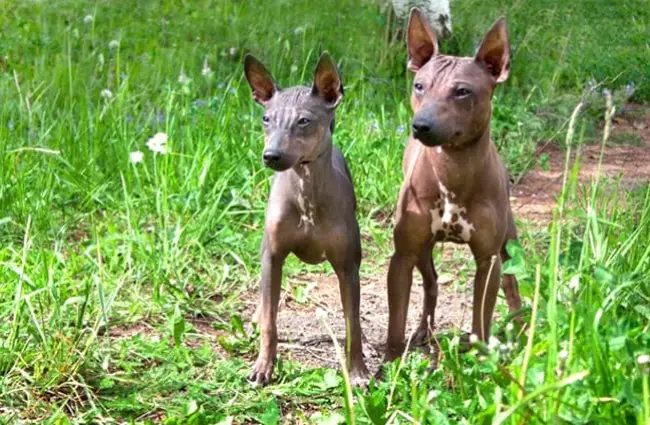 Two American Hairless Terrier puppies Photo by: (c) SergeyTikhomirov www.fotosearch.com