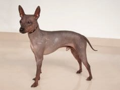Portrait of an American Hairless TerrierPhoto by: (c) SergeyTikhomirov www.fotosearch.com
