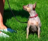 American Hairless Terrier Out For A Walk Photo By: (C) Deviddo Www.fotosearch.com
