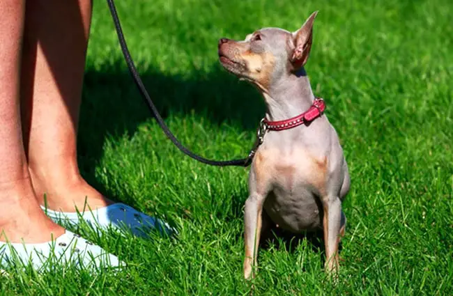 American Hairless Terrier out for a walk Photo by: (c) DevidDO www.fotosearch.com