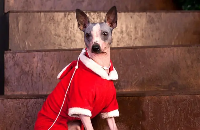 American Hairless Terrier in holiday dress Photo by: (c) SergeyTikhomirov www.fotosearch.com