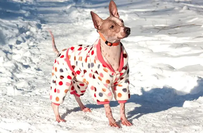 American Hairless Terrier wearing her coat in the snow Photo by: (c) SergeyTikhomirov www.fotosearch.com