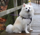American Eskimo Dog Posing For A Photo While On A Walk 