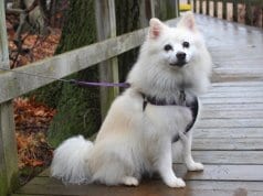 American Eskimo Dog posing for a photo while on a walk
