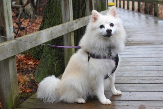 American Eskimo Dog posing for a photo while on a walk
