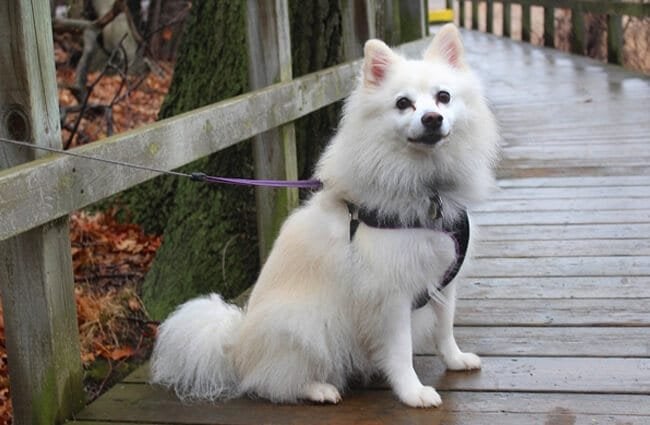 American Eskimo Dog posing for a photo while on a walk 