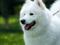 Pure white American Eskimo DogPhoto by: (c) zqfotography www.fotosearch.com