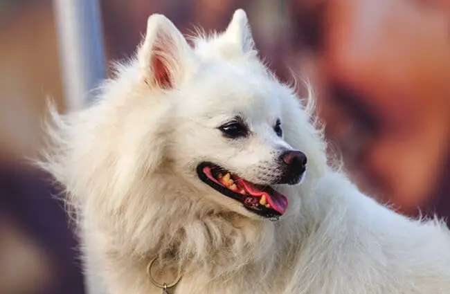 Cute American Eskimo dog enjoying a day at the beach Photo by: (c) Artfactor www.fotosearch.com