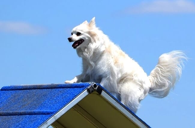 Американская эскимосская собака перелезает через А-образную раму на испытании собак на ловкость. Фото: (c) herreid www.fotosearch.com