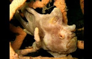 Painted Frogfish (a species of Anglerfish)Photo by: Steve Childshttps://creativecommons.org/licenses/by/2.0/