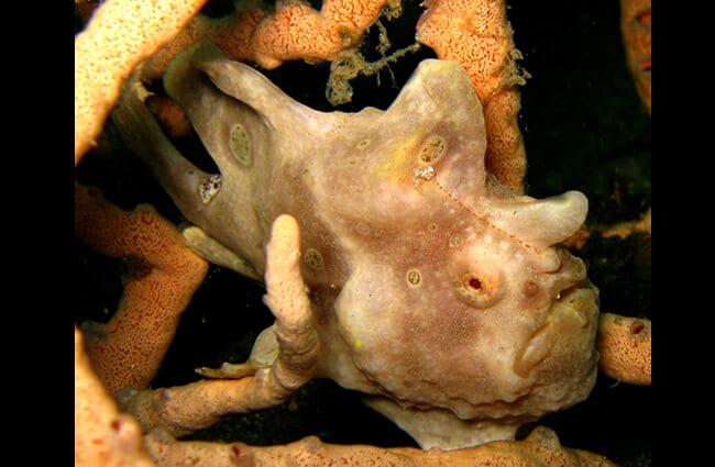 Anglerfish - Description, Habitat, Image, Diet, and Interesting Facts