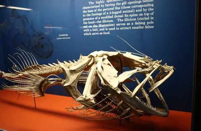 Anglerfish skeleton Photo by: Kari Bluff https://creativecommons.org/licenses/by/2.0/