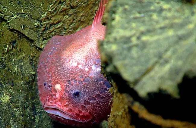 A deep-sea anglerfish living within the pillow basalts Photo by: NOAA Ocean Exploration &amp; Research https://creativecommons.org/licenses/by/2.0/