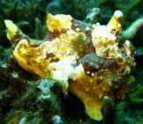 Warty Frogfish (A Species Of Anglerfish) 