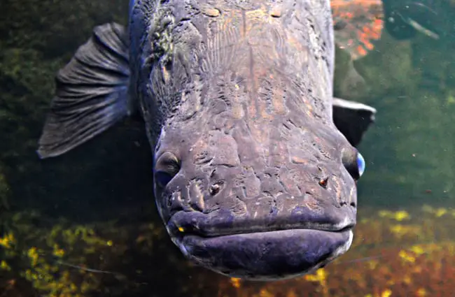 Arapaima in a zoo aquarium Photo by: Tobias Nordhausen https://creativecommons.org/licenses/by/2.0/