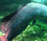 Arapaima (Or Pirarucu) Tail Photo By: Cyndy Sims Parr Https://Creativecommons.org/Licenses/By/2.0/