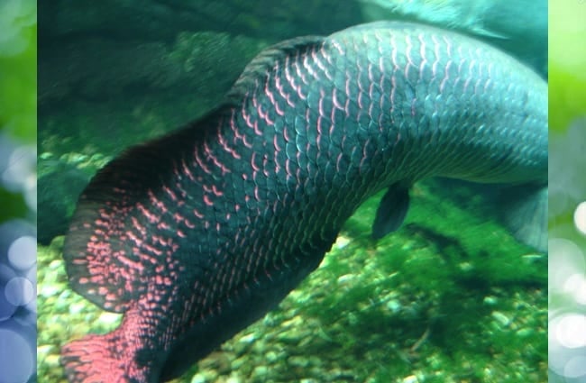 Arapaima (or Pirarucu) tail Photo by: Cyndy Sims Parr https://creativecommons.org/licenses/by/2.0/